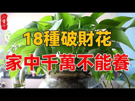 九重葛 風水|【八房九重葛風水】八房九重葛毀運勢！植物風水禁忌大公開